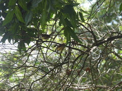Thryothorus ludovicianus