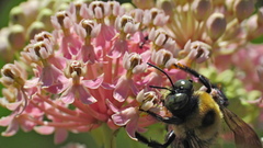 Xylocopa virginica image