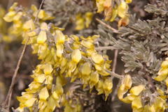Wiborgia