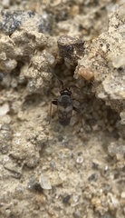 Spanagonicus albofasciatus