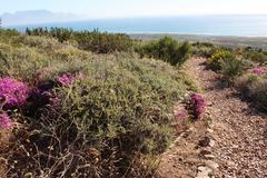 Aspalathus acanthophylla