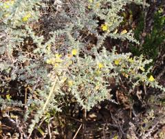 Aspalathus acanthophylla