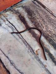 Epictia ater