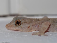 Tarentola angustimentalis