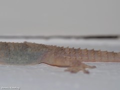 Tarentola angustimentalis