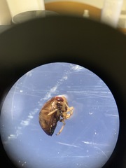 Neoplea striola