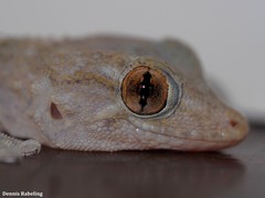 Tarentola angustimentalis