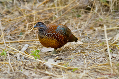 Galloperdix lunulata