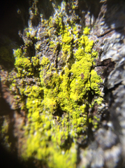 Chrysothrix xanthina