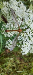 Tipula livida