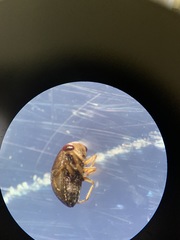 Neoplea striola