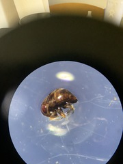 Neoplea striola