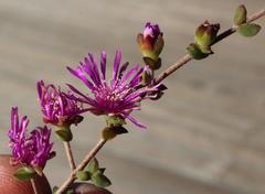 Drosanthemum parvifolium