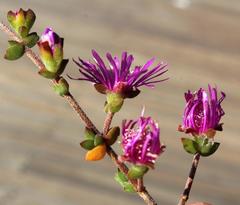 Drosanthemum parvifolium