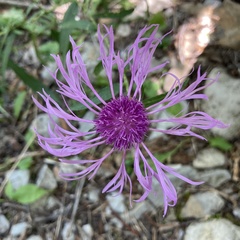 Centaurea phrygia