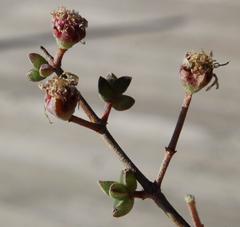 Drosanthemum parvifolium