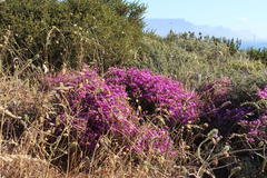Drosanthemum parvifolium