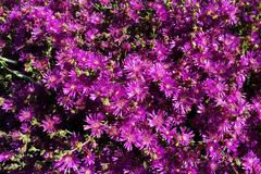 Drosanthemum parvifolium