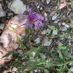Centaurea phrygia