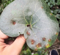 Puccinia asarina