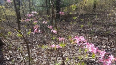 Rhododendron periclymenoides