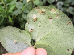 Puccinia asarina