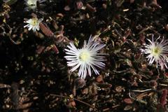Drosanthemum calycinum
