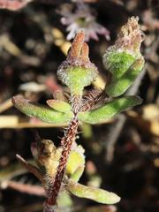 Drosanthemum calycinum