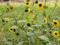 Poecile carolinensis