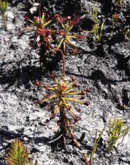 Drosera glabripes