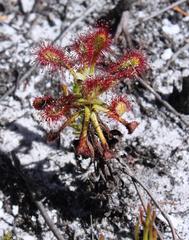 Drosera glabripes