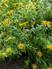 Inula hookeri