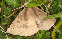 Anthela repleta