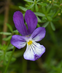 Viola lutea lutea