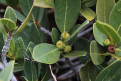 Ficus ilicina