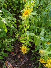 Inula hookeri