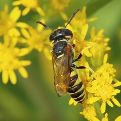 Philanthus triangulum