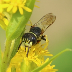 Philanthus triangulum