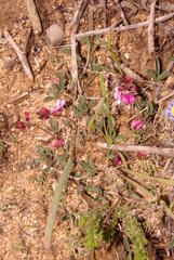 Indigofera meyeriana