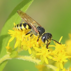 Philanthus triangulum