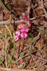 Indigofera meyeriana