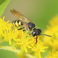 Philanthus triangulum