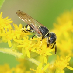 Philanthus triangulum