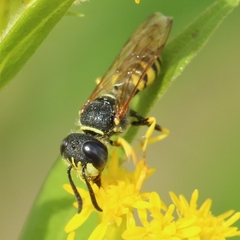 Philanthus triangulum