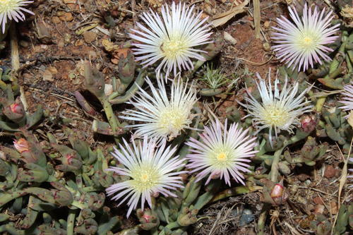 Mesembryanthemum pallens