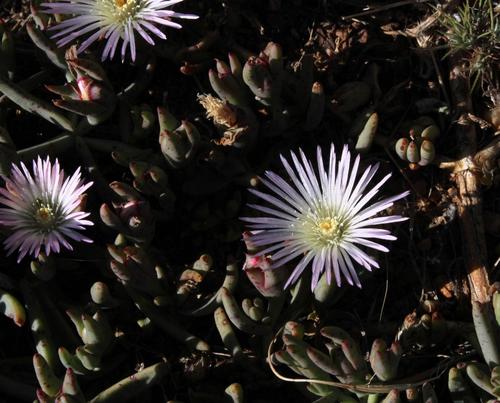 Mesembryanthemum pallens