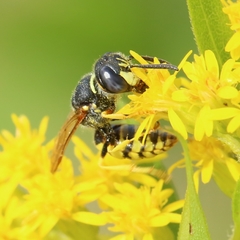 Philanthus triangulum