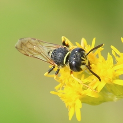 Philanthus triangulum