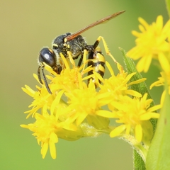 Philanthus triangulum