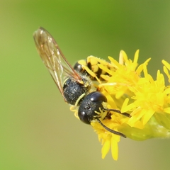 Philanthus triangulum